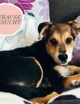 Welpe HOGAN sucht sein Zuhause❤️ - Saarbrücken