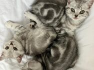Bkh kitten Britisch Kurzhaar Black Silver Whiskas Kätzchen - Lohne (Oldenburg)