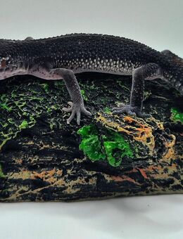 Wunderschöne superliebe BN Pur Leopardgecko Jungtiere Weibchen 2025 abzugeben - Jüchen