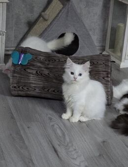 Maine Coon Kitten - Duisburg