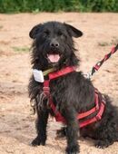 MARIO, m., kastr., Mischling, ca. 35 cm in 78354