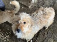 Sally - Traumblick sucht Traumzuhause - Chemnitz