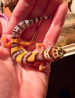0.1 RD Leopardgecko Weibchen ENZ 25 - Emsdetten