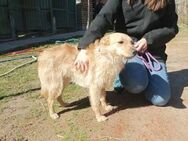 Gina sucht ein Zuhause - Elsenfeld