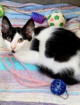 Isla - Liebe geht durch den Magen - Kirchheim (München)