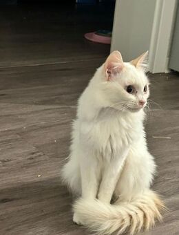 FeLV+ Katze Snowflake aus dem Tierschutz - Grevenbroich