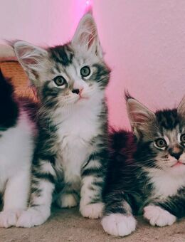 XXL Maine Coon Kitten - Castrop-Rauxel Zentrum