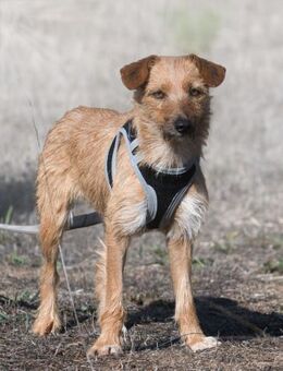 Ruggine, ein anhaengliches Maedchen - Brunstorf