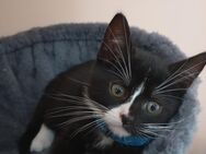 Kater 14 Wochen sucht neues Zuhause - Altena