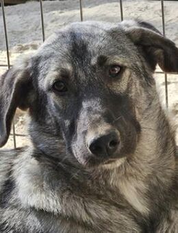 Nina Chuba, geb. ca. 02/2024, GR - Markdorf