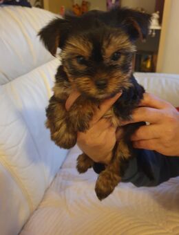 Yorkshire Terrier Welpen suchen liebevolles neues Zuhause - Altenholz
