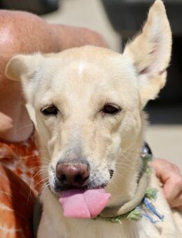 Susi, liebevoll, offen, klug - Westerholt