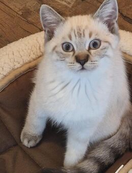 BKH Britisch Kurzhaar Kitten abzugeben * reinrassig - Naumburg (Saale)