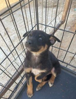 Süßer Welpe B596 sucht liebe Familie - Neuberg