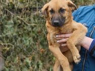 Shket❤️sucht Pflege- oder Endstelle - Rott (Inn)