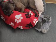 Kleine Maus sucht neues Zuhause! - Balve