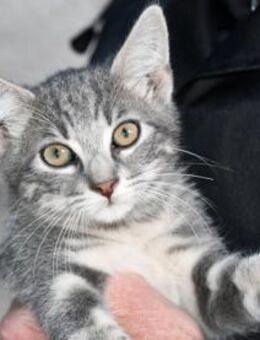 Möchten Sie Pony ein Zuhause geben? - Neuss