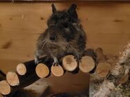 Degu Weibchen 5 Jahre, sterilisiert, sucht eine neue Gruppe - Munster