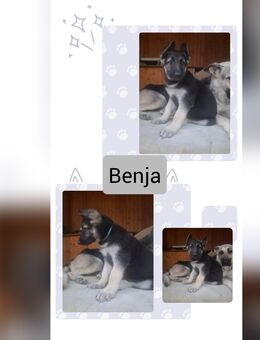 Osteuropäische Schäferhundwelpen sind geboren - Stauchitz