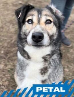 Petal - er verzaubert Jedermann - Berlin