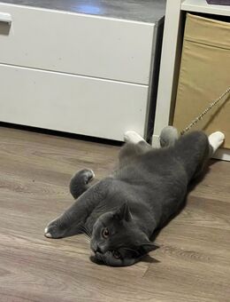 Britisch Kurzhaar (Kater) - Düsseldorf