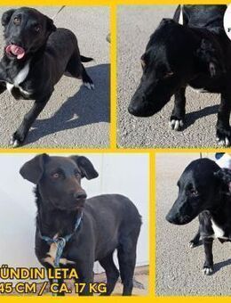 Leta Welpe Mischling Hündin Junghund - Margetshöchheim