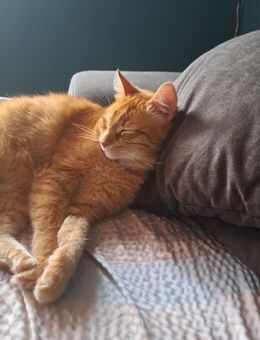 Hauskater sucht neues Zuhause - Stadthagen
