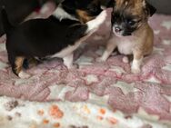 Chihuahua Welpen/Rüden - Sehmatal