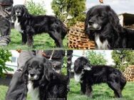 GUGO - flotter Senior mit Neugier - Overath