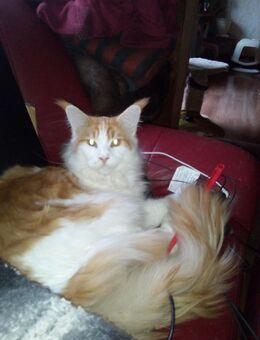 Main Coon Deckkater mit Stammbaum - Marpingen
