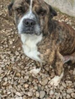 Held Bärti Handicap - Ellerbek