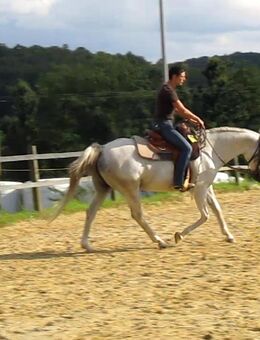 Mobiles Westerntraining, Reitunterricht und Beritt - Leverkusen