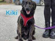 Kiki sucht ein Zuhause - Linden (Hessen)