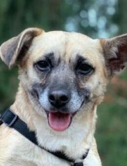 Kleine Hundedame REXINA - Gefrees