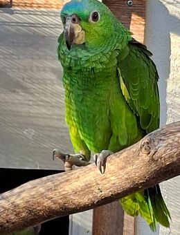 Junge Hybrid- Amazonen zu verkaufen - Cottbus