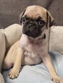 Mopswelpen/retromops m.Ahnentafel zu verk in 94486