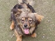Roxy, a.d.Tierschutz, kleine aufgeweckte Hundedame - Boxberg (Oberlausitz)