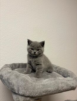 BKH Kitten mit Stammbaum - Bayreuth