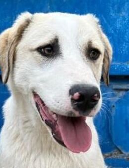 Picasso, der ruhige, große Prachtbursche - Mettmann