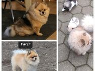 Pomeranian Zwergspitz Welpe - Hamminkeln