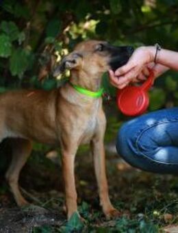 Fröhliche Mira❤️sucht ihr Zuhause - Rott (Inn)