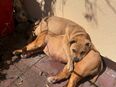Old English Bulldogge Welpe – 5 Monate alt – in liebevolle Hände abzugeben in 86643