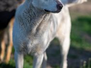 Schäferhund Mix White sucht sein zuhause - Stuttgart