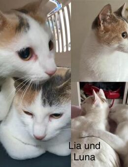 Lia und Luna suchen im Doppelpack - Bergkirchen