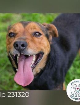 Chip 231320: Sucht ein Zuhause - Kirchzell