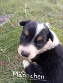 Australien Shepert Welpen in 37520