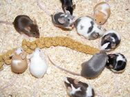 Farbmäuse, Maus, Mäuse, Farbmaus, Jungtiere - Elsdorf (Nordrhein-Westfalen)