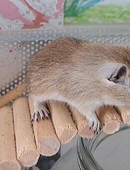 Sanfte Agouti-Rennmaus sucht artgerechtes Zuhause - Weinheim