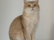🐾 Reinrassiger Britisch Kurzhaar Golden Shell – Liebevolles Zuhause gesucht 🐾 - Ginsheim-Gustavsburg