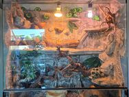Kornnatter mit Terrarium - Bochum Gerthe